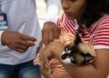 2ª dia de vacinação antirrábica gratuita para cães e gatos acontece neste domingo (17), em Aracaju