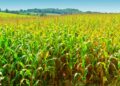 Proagro garante proteção a produtores rurais em caso de perdas na lavoura