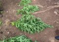 Polícia Civil apreende plantação de maconha em quintal de casa em Carira