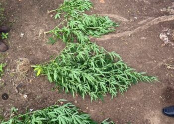 Polícia Civil apreende plantação de maconha em quintal de casa em Carira