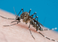 Quatro municípios sergipanos apresentam alto índice de infestação do Aedes aegypti, aponta LIRAa