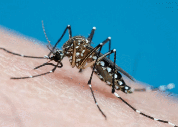Quatro municípios sergipanos apresentam alto índice de infestação do Aedes aegypti, aponta LIRAa